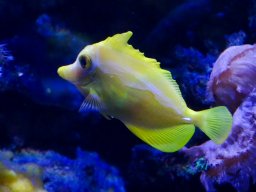 Haus des Meeres 4.02.2026